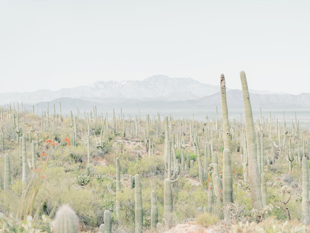 Tucson Desert
