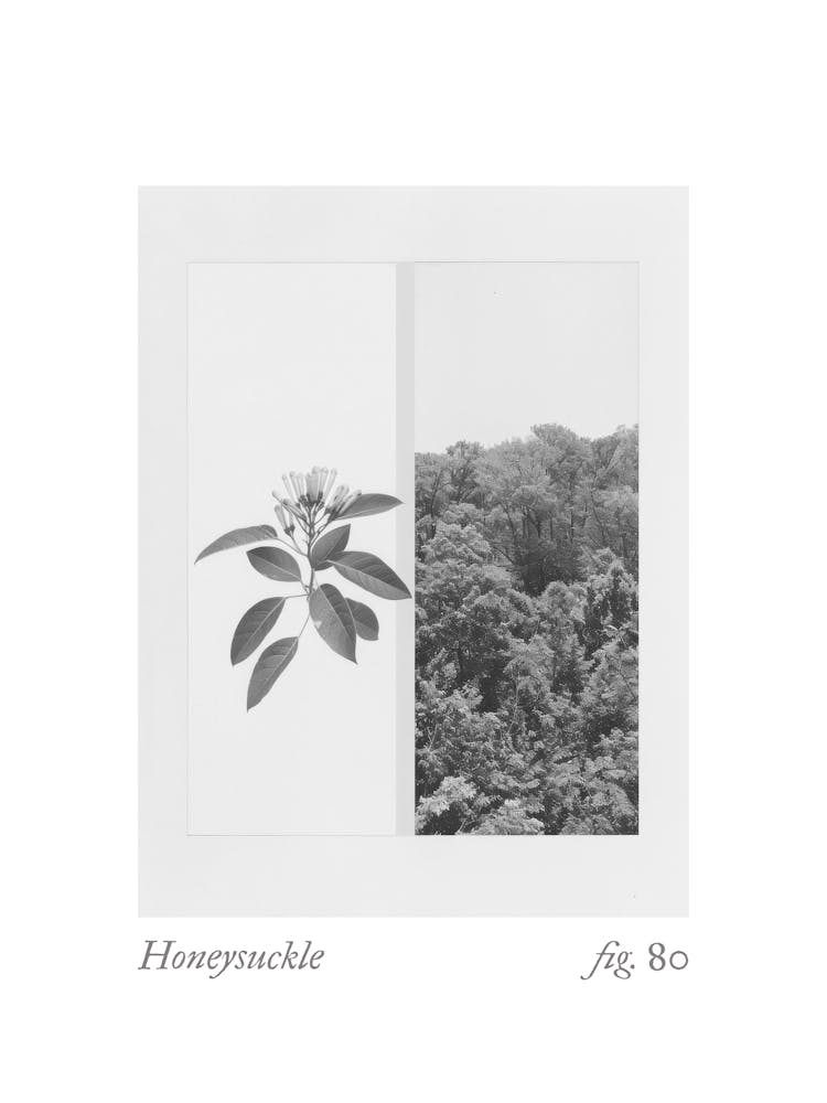 Honeysuckle Botanical Collage 2