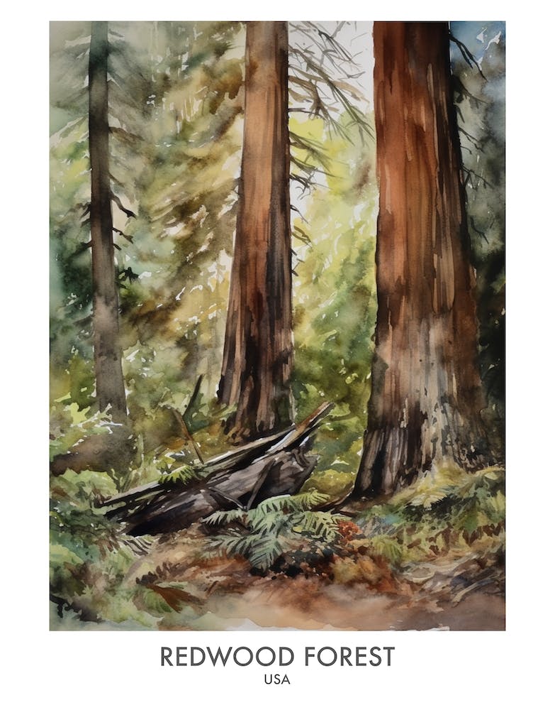 Redwood Forest 2 Watercolour Travel Poster
