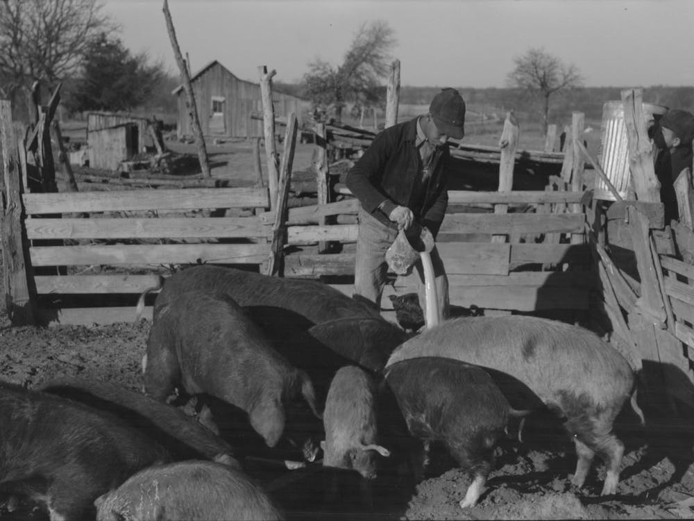 Untitled Photo, Possibly Related To Pouring Bran Into Can For Mixing Into A Mash For The Hogs, Sons Of Pomp Hall,