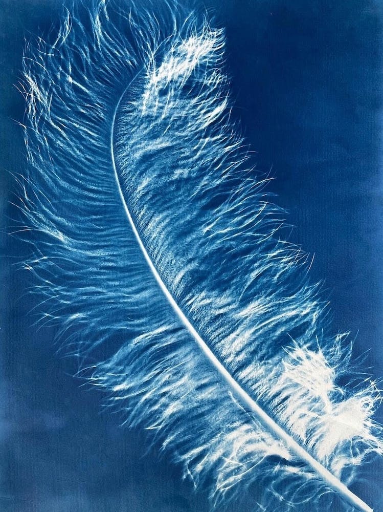 Blue Cyanotype Ostrich Feather 7