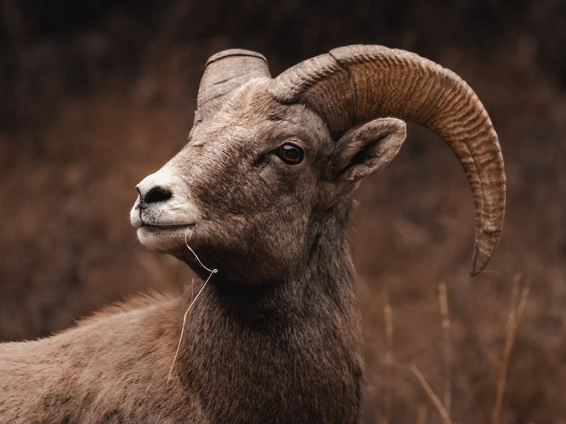 Warm Rustic Sheep