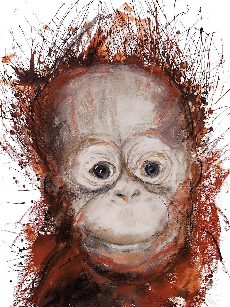 Orangutan