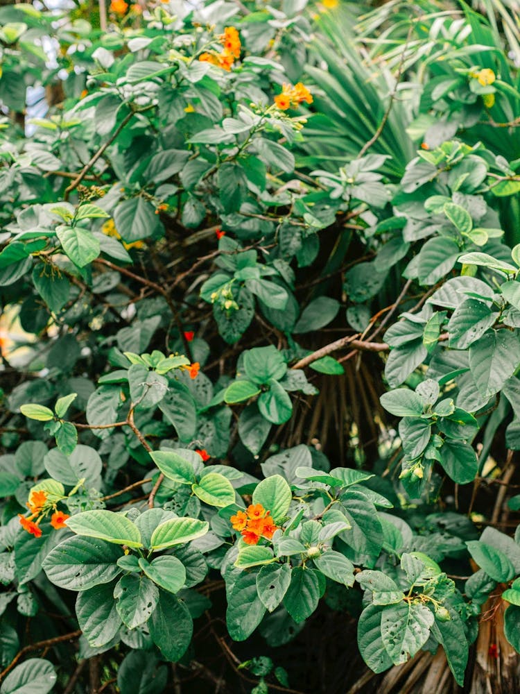 Mexican Botanical Nature 