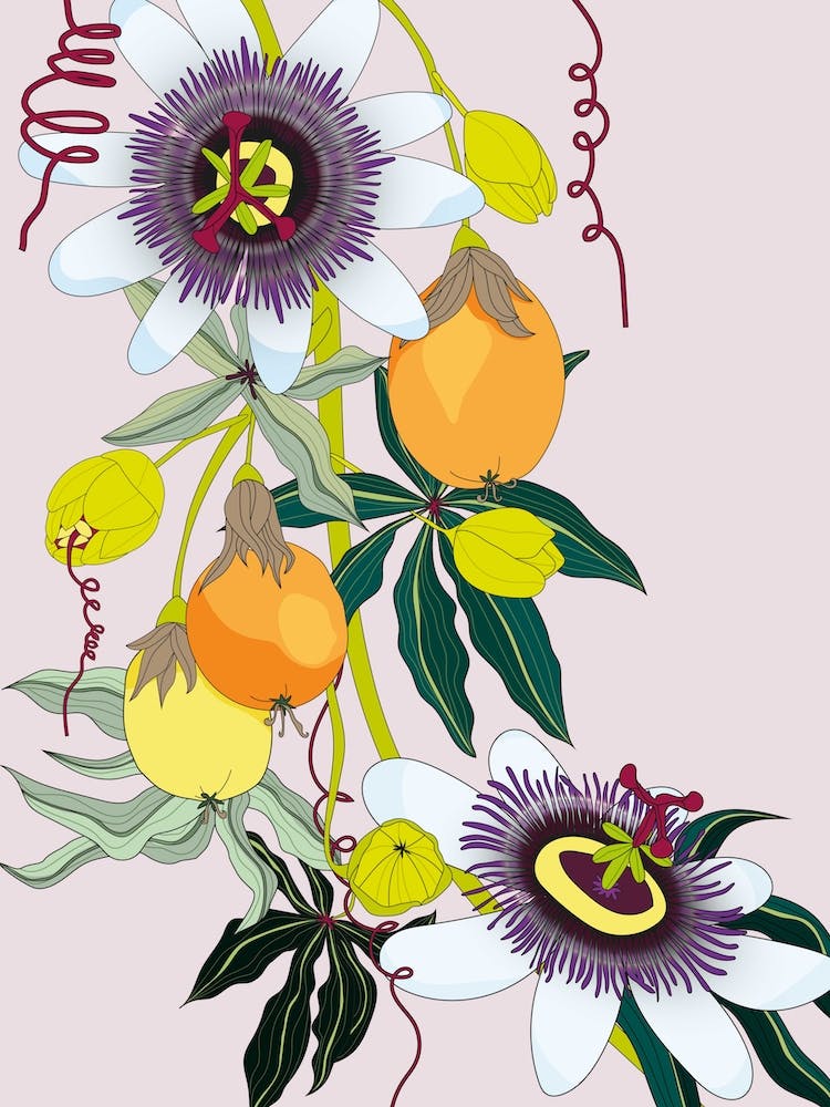 Passionfruit Flower
