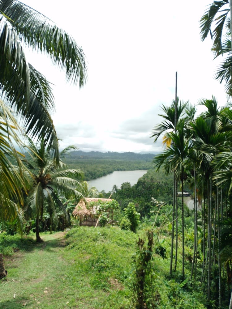 View Of A Tropical Forest