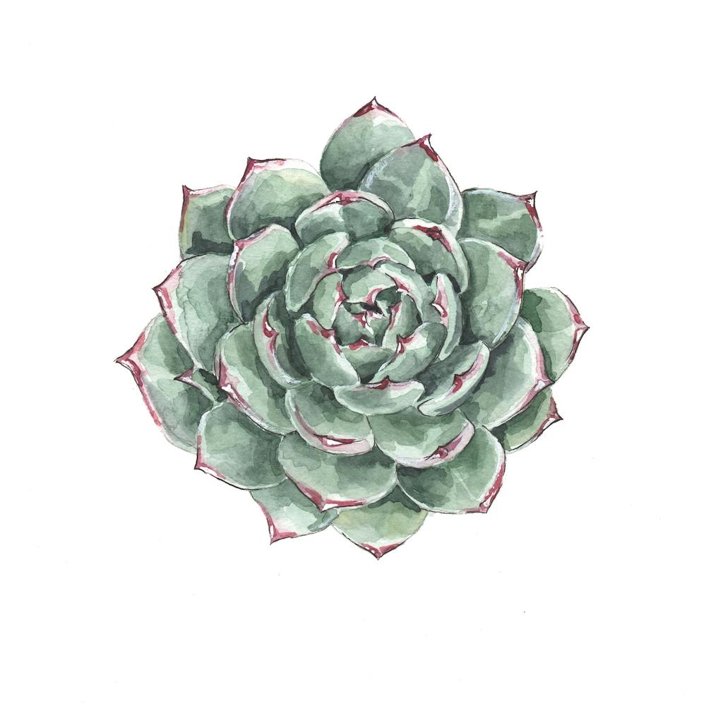 Detailed Succulent Watercolor Square