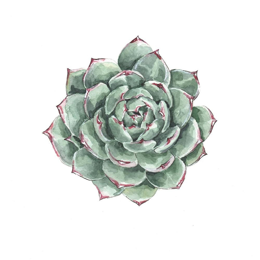 Detailed Succulent Watercolor Square