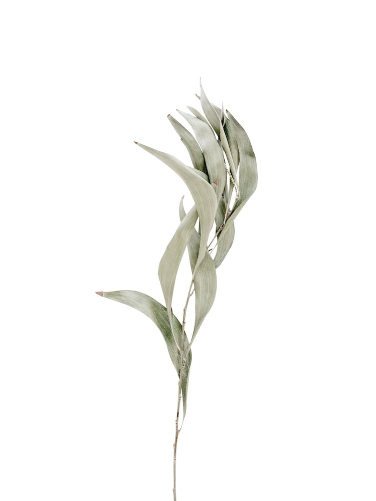 Dried Plant