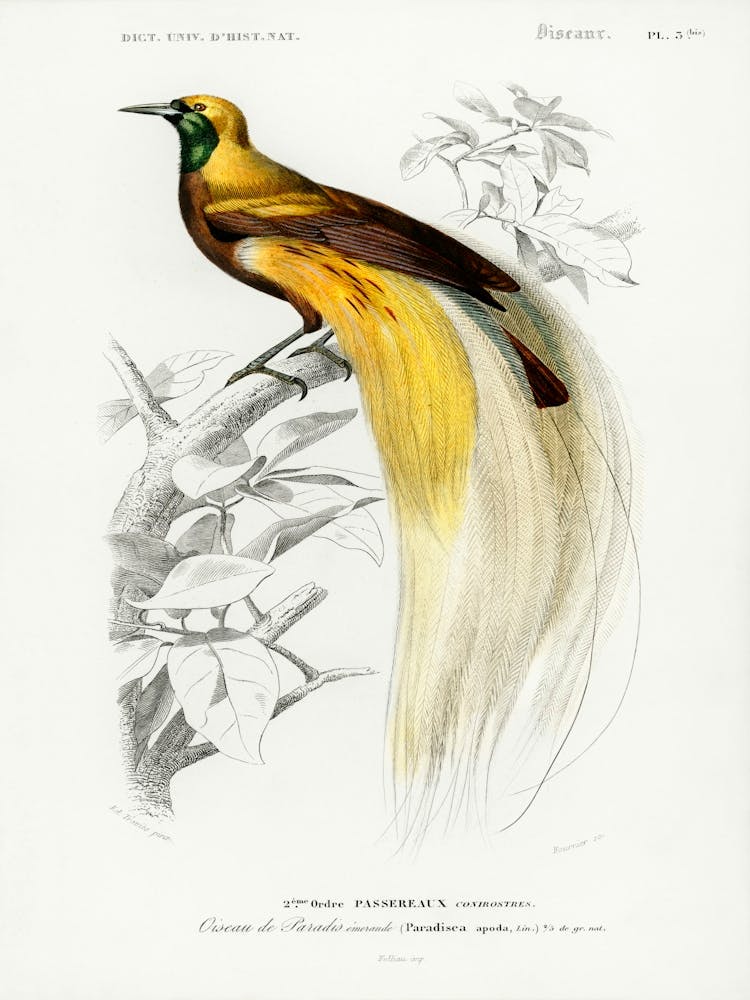 Paradisaea Apoda, Charles Dessalines D' Orbigny