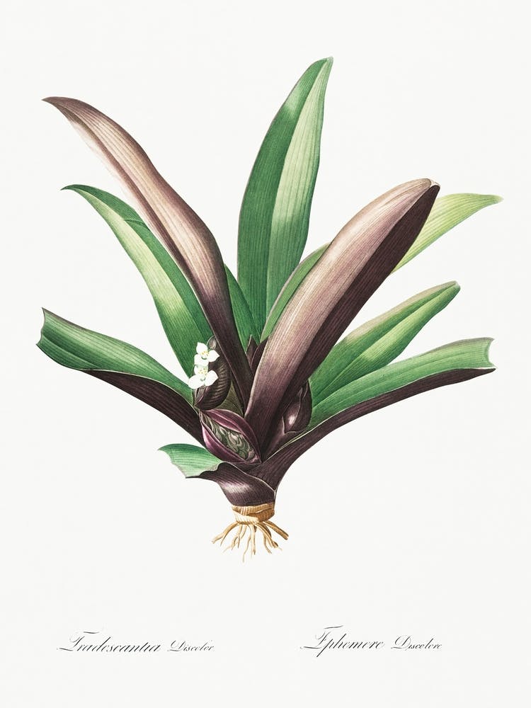 Boat Lily, Pierre Joseph Redoute