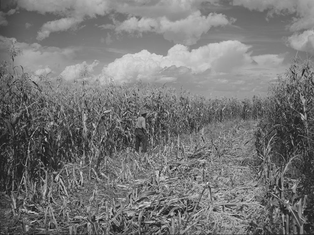 Cornfield, Concho, Arizona By Russell Lee