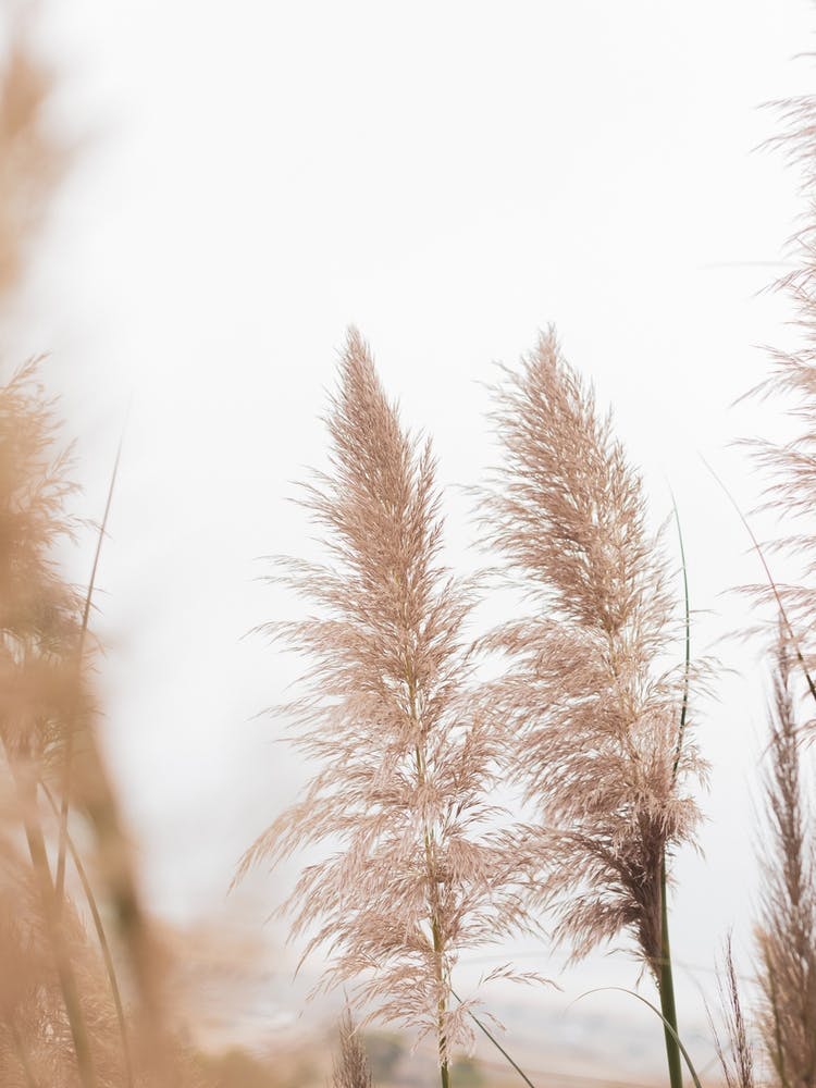 Reeds Dreamy Pampa Grass