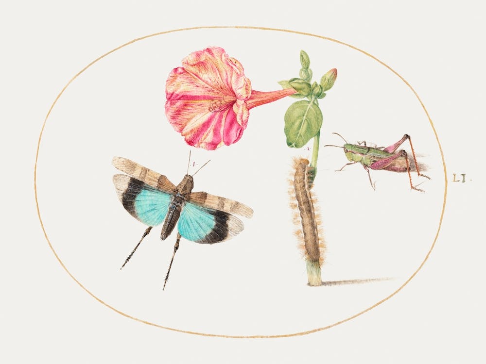 Grasshoppers And A Caterpillar With A Four O Clock Flower (1575–1580), Joris Hoefnagel