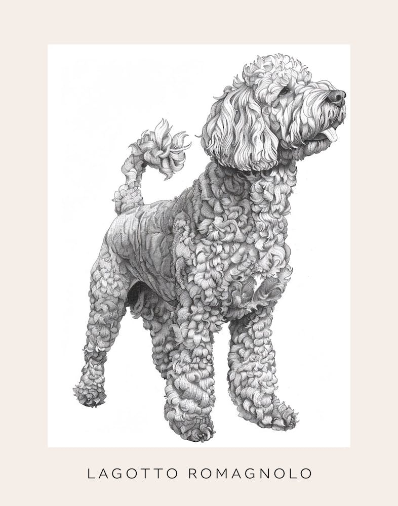 Lagotto Romagnolo Dog Line Sketch 2 Poster