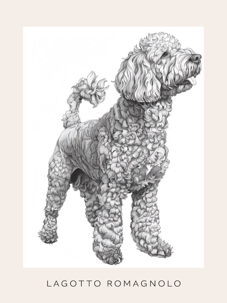 Lagotto Romagnolo Dog Line Sketch 2 Poster