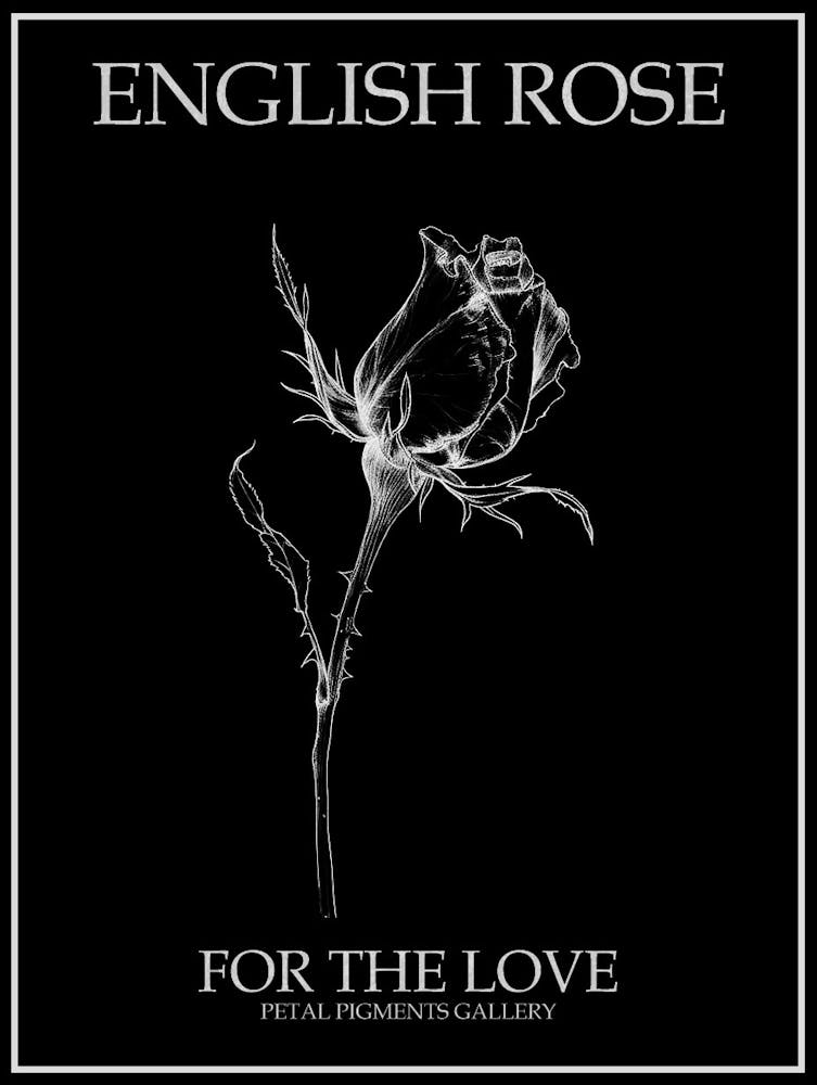 English Rose Black And White Line Drawing 6 Poster Inverted