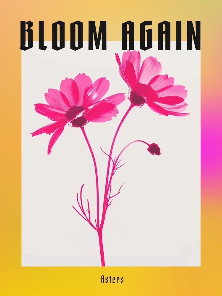 Hot Pink Asters 1 Poster