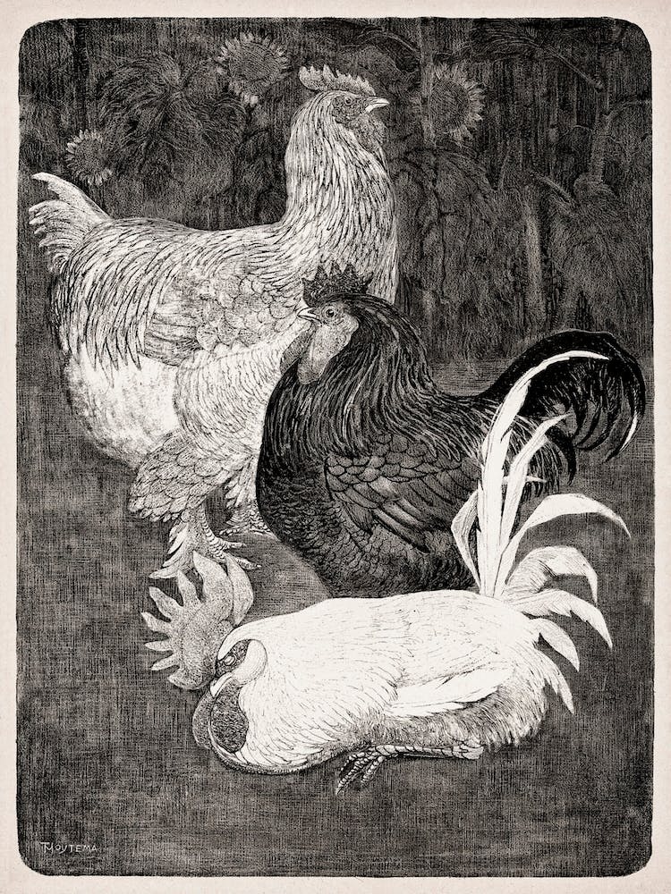 Three Roosters (1898), Theo Van Hoytema