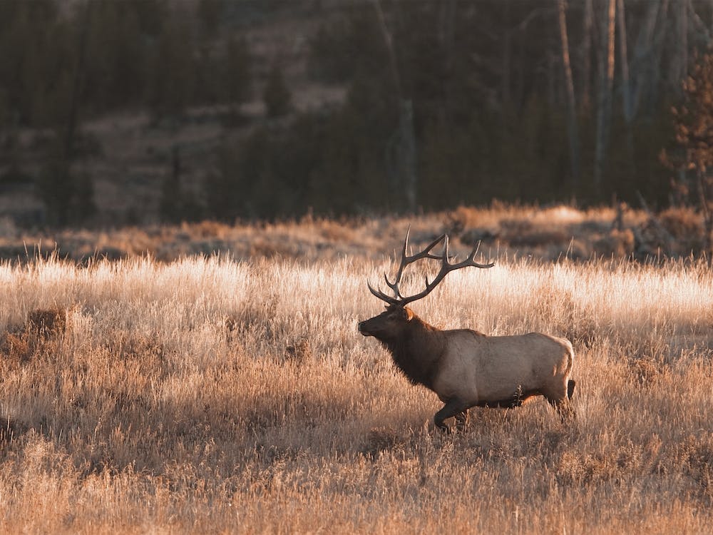 Bull Elk In Meadow
