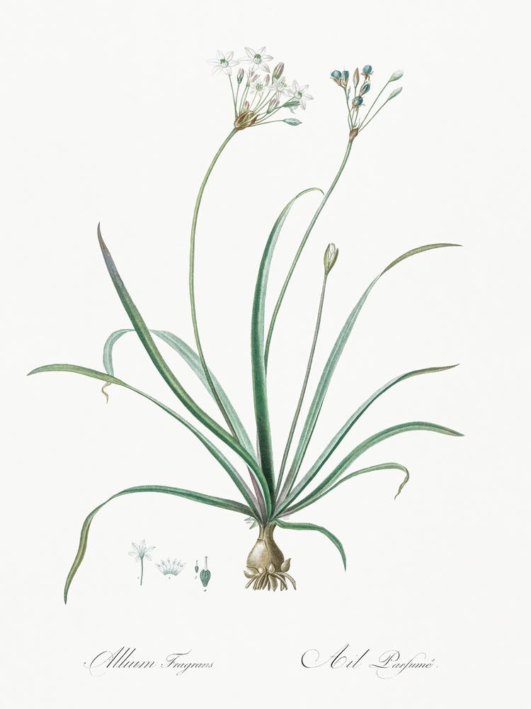 Allium Fragrans Illustration From Les Liliacées (1805), Pierre Joseph Redoute