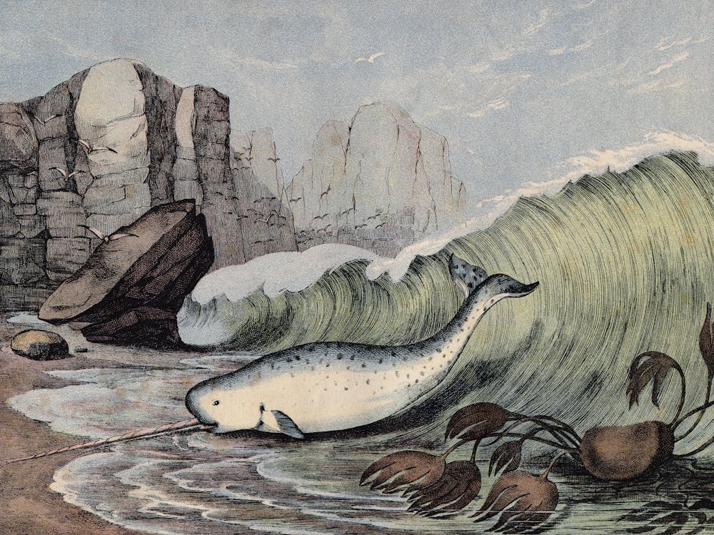 Vintage Kolb 4 Tafel 59 Narwal