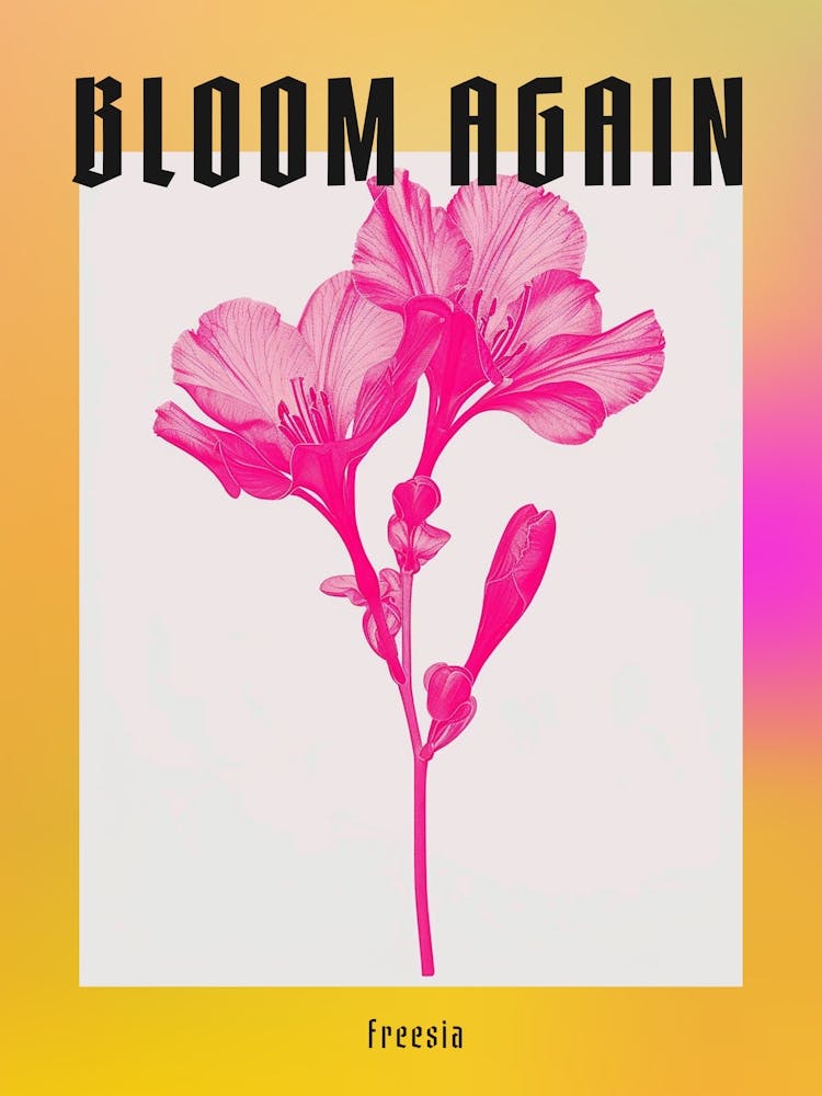 Hot Pink Freesia 1 Poster