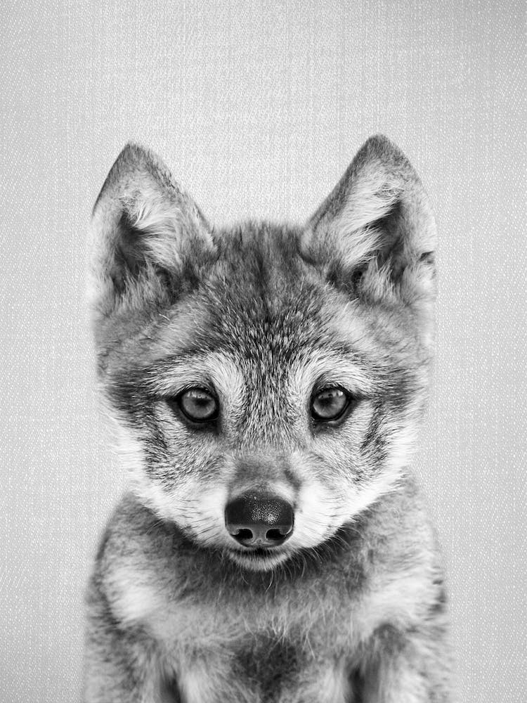 Baby Wolf - Black & White