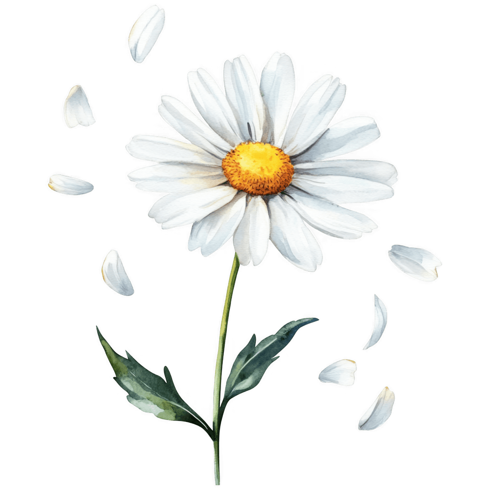 Daisy Flower 2