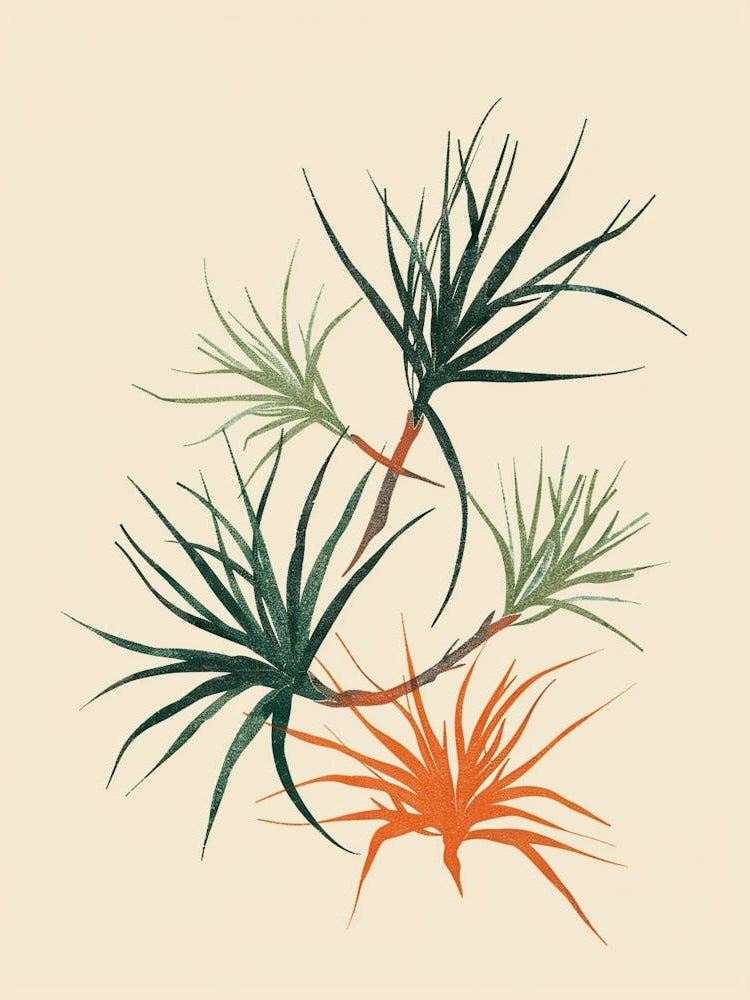 Air Plant Plant Minimalist Illustration 1