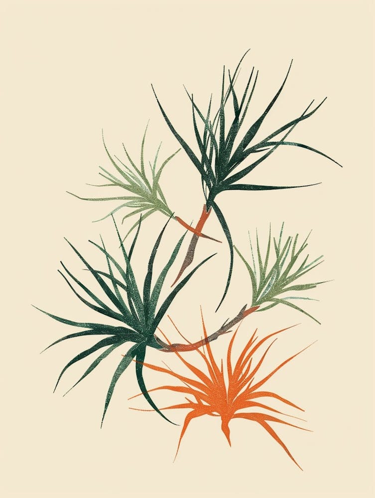 Air Plant Plant Minimalist Illustration 1