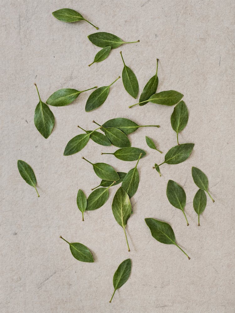 Scattered Protea Leaves