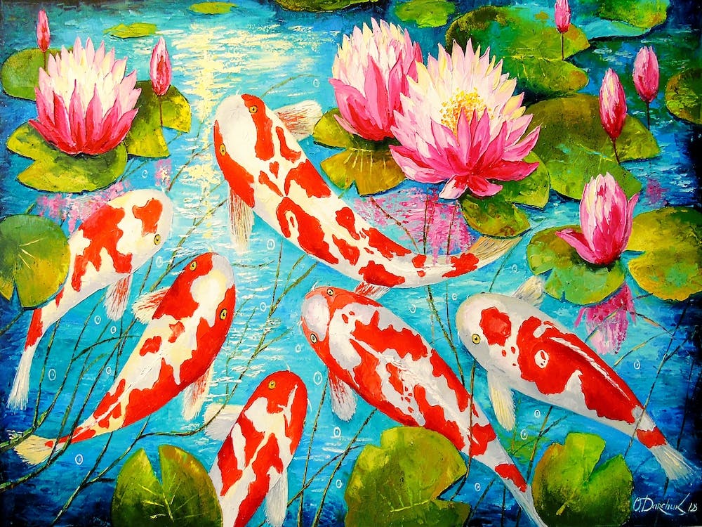 Koi fish in the pond