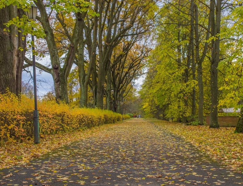 Autumn In The Park