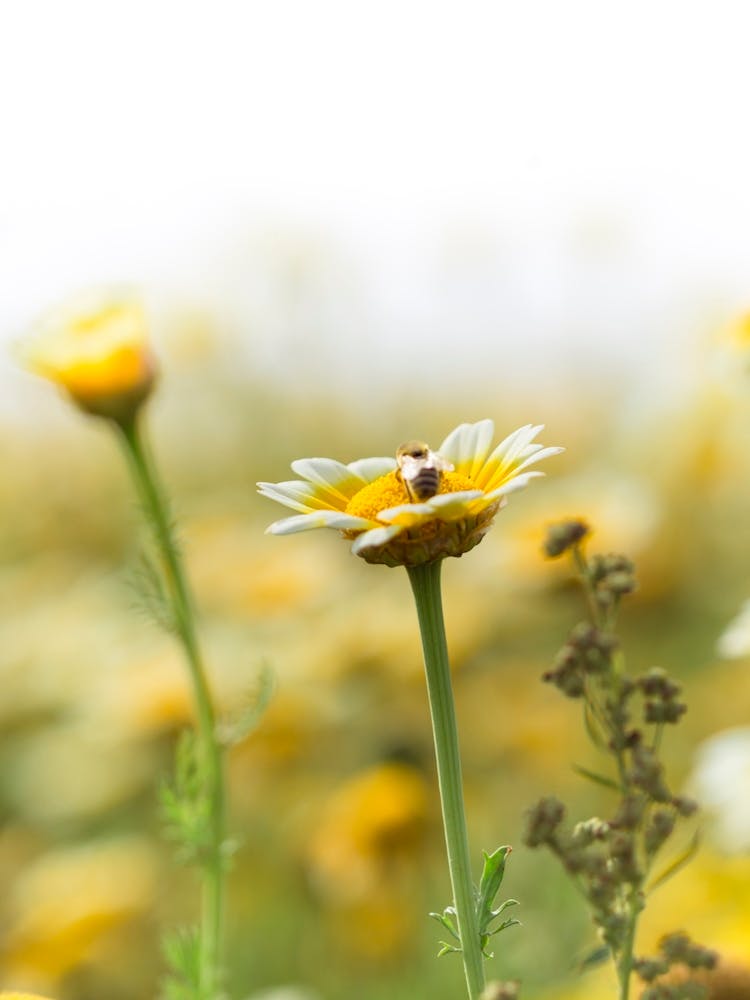 Bee On A Yellow Flower