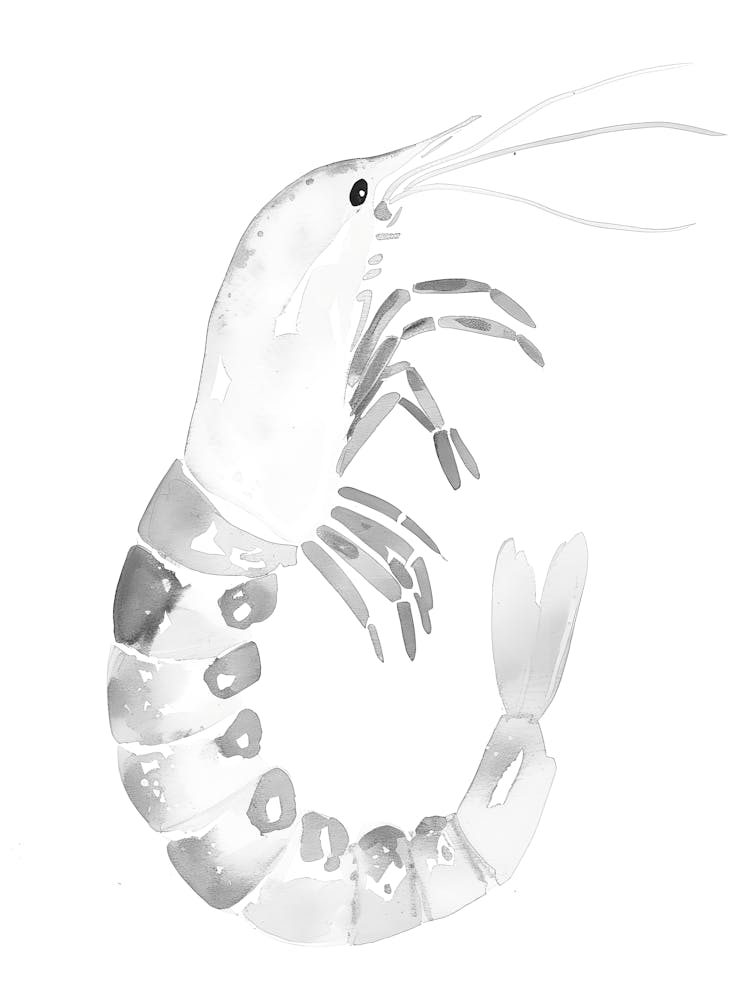 Prawn Illustration