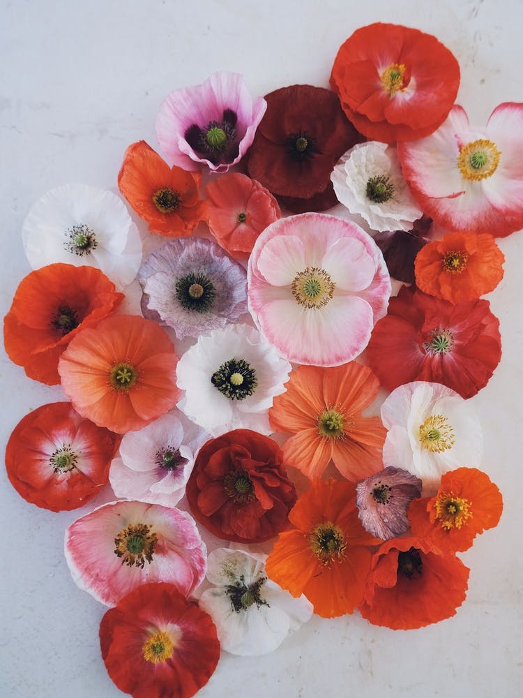 Poppy Collection