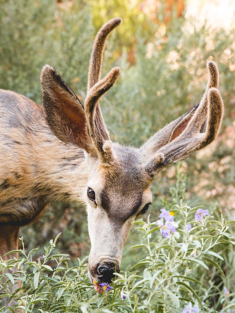 Deer With Purple Flowers