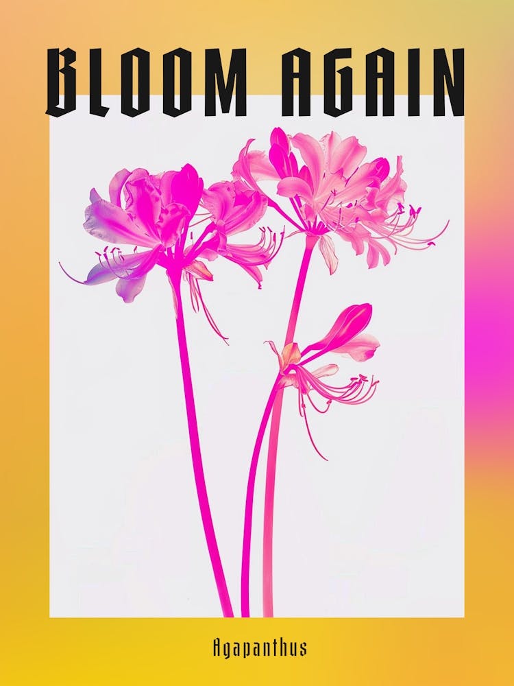 Hot Pink Agapanthus 1 Poster