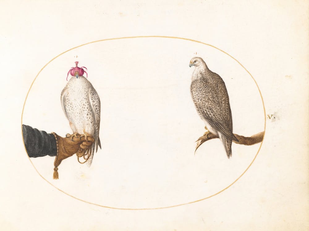 Animalia Volatilia Et Amphibia (1575 1580), Joris Hoefnagel (2) 1