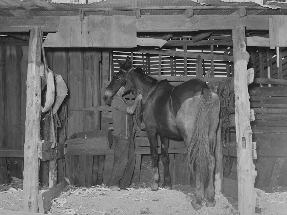 Son Of Tenant Farmer Harnessing Horse Near Muskogee, Oklahoma, See General Caption No, 21 By Russell Lee