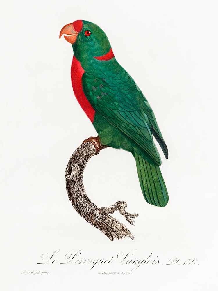 The Red Fronted Parrot From Natural History Of Parrots, Francois Levaillant