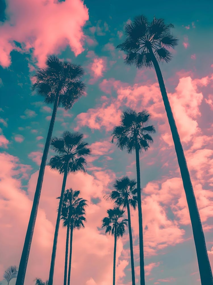 Pink Sky With Palm Trees