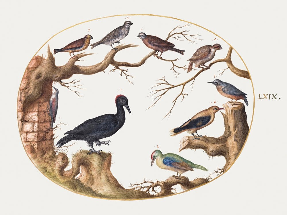 Black Woodpecker, European Green Woodpecker, Nuthatch, And Other Birds (1575–1580), Joris Hoefnagel