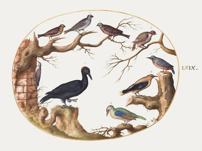 Black Woodpecker, European Green Woodpecker, Nuthatch, And Other Birds (1575–1580), Joris Hoefnagel