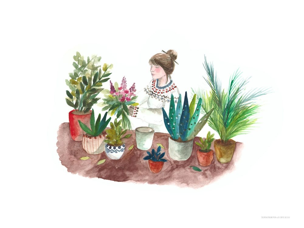 Lamoureuse Des Plantes