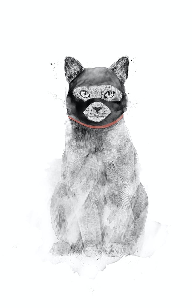 Masked Cat