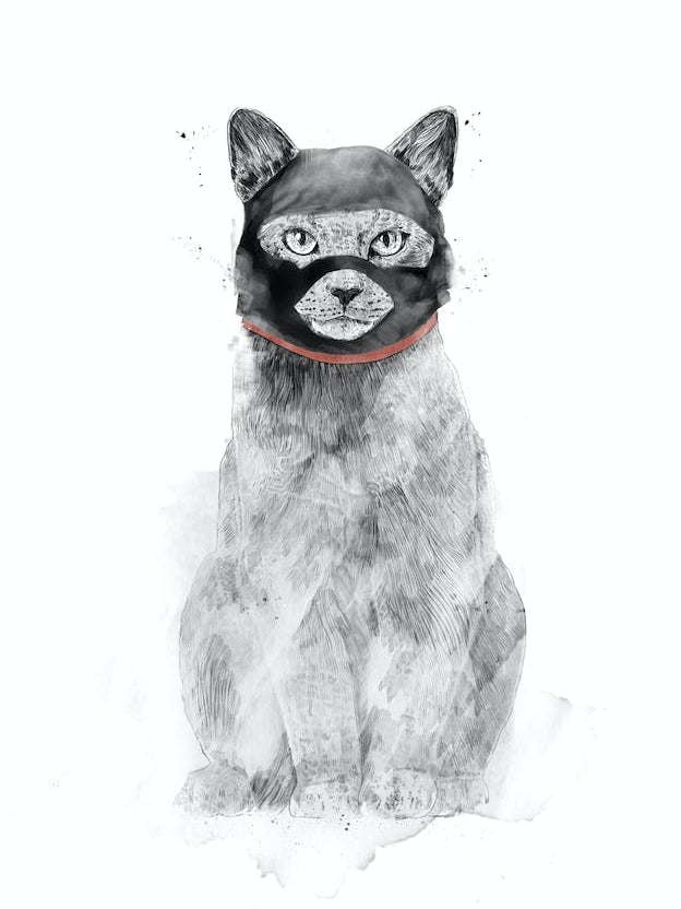 Masked Cat