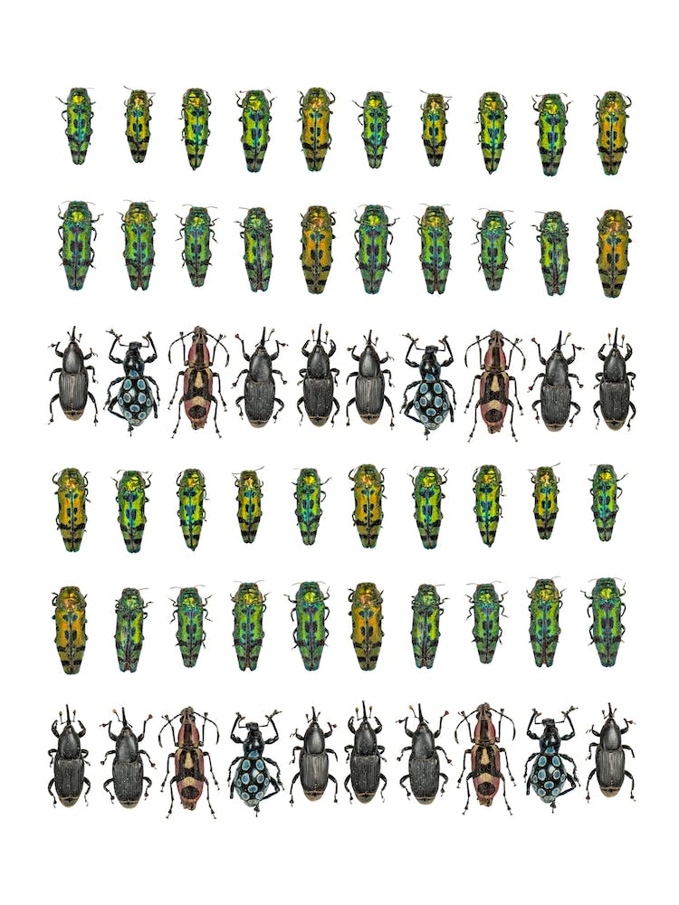 Collections Small Insects