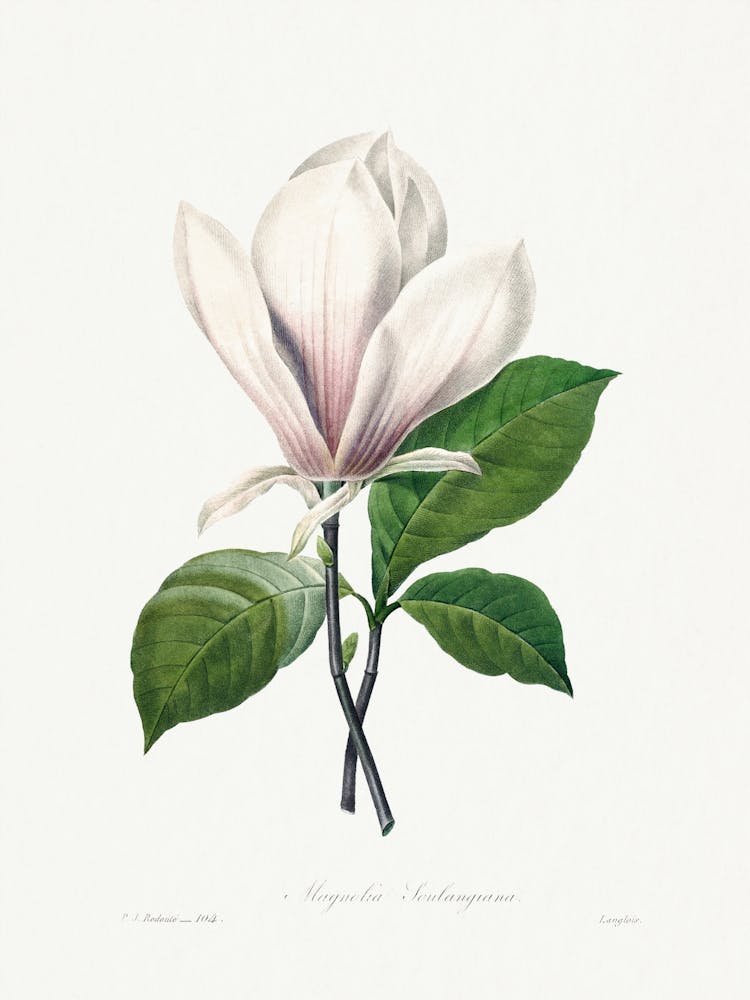 Magnolia Soulangiana, Pierre Joseph Redouté